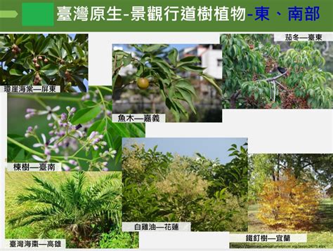 庭院適合種的樹|美麗原生植物種起來！林務局篩選106種台灣原生森林。